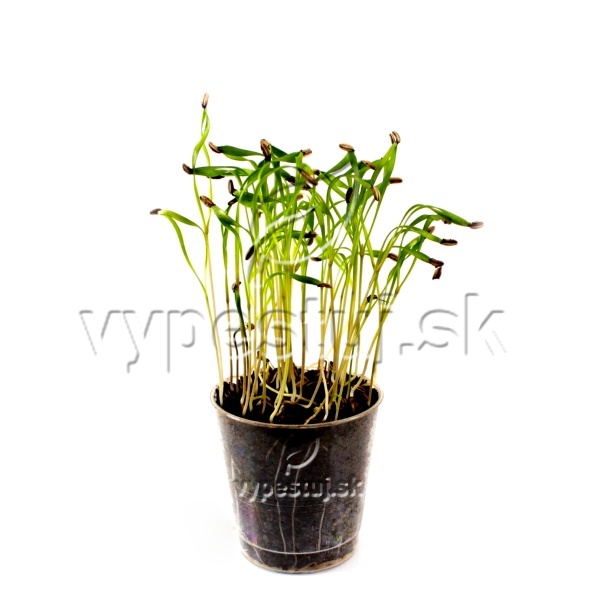 Fenikel semená na nakličovanie a mikrozeleninu 5 kg